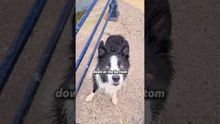 This Owner Tricked His Poor Dog😢