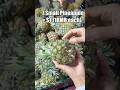 What can $1 BUY on tropical fruits in China - Part 1