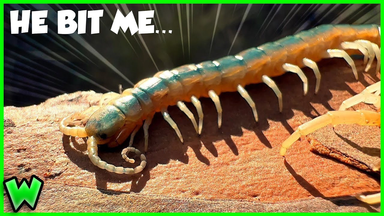 STRANGE BLUE CENTIPEDE FOUND! Is it Dangerous? YouTube