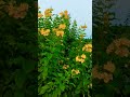 yellow Tecoma  Flower Tree #luckycharms #shorts #youtubeshorts