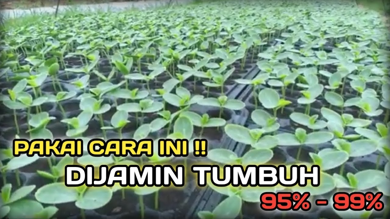 CARA SEMAI BENIH SEMANGKA AGAR CEPAT TUMBUH SEREMPAK !!