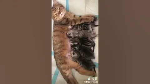 Watch the video about Cat Series