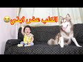 فاجأت ابني وجبتلو كلب هاسكي شوفو عمل ايه لايفووتكم 
