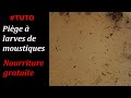 Tuto pige  larves de moustique  nourriture gratuite 