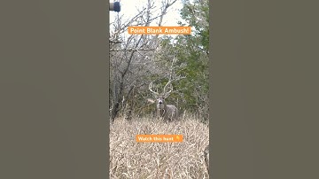 Up close at ground level! Bow Hunting the Rut