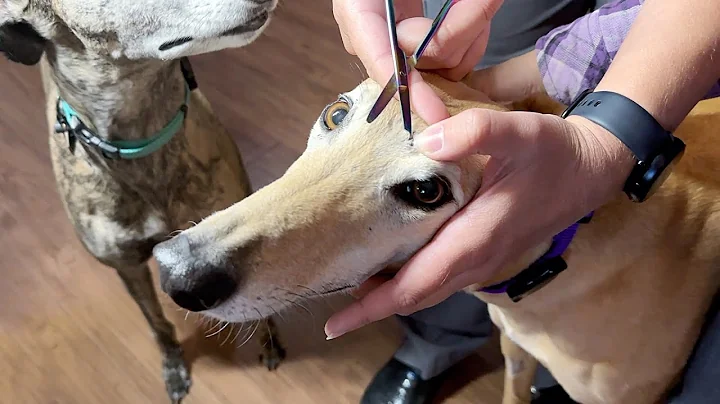 Getting a Tumor Removed from my Greyhound (and finding out what it is)