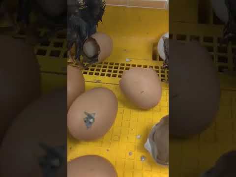 Hatch Day Embryology East Milton Elementary School