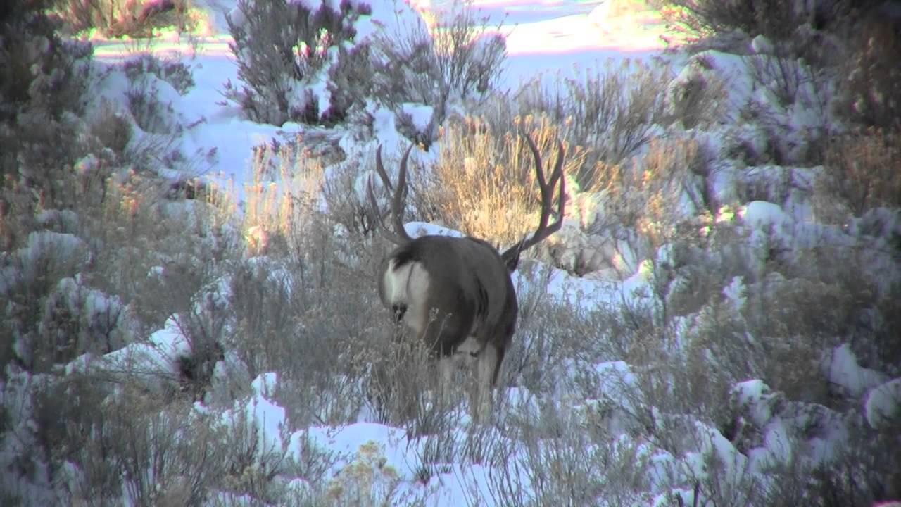 Buck of the Jicarilla - YouTube - 1280 x 720 jpeg 121kB