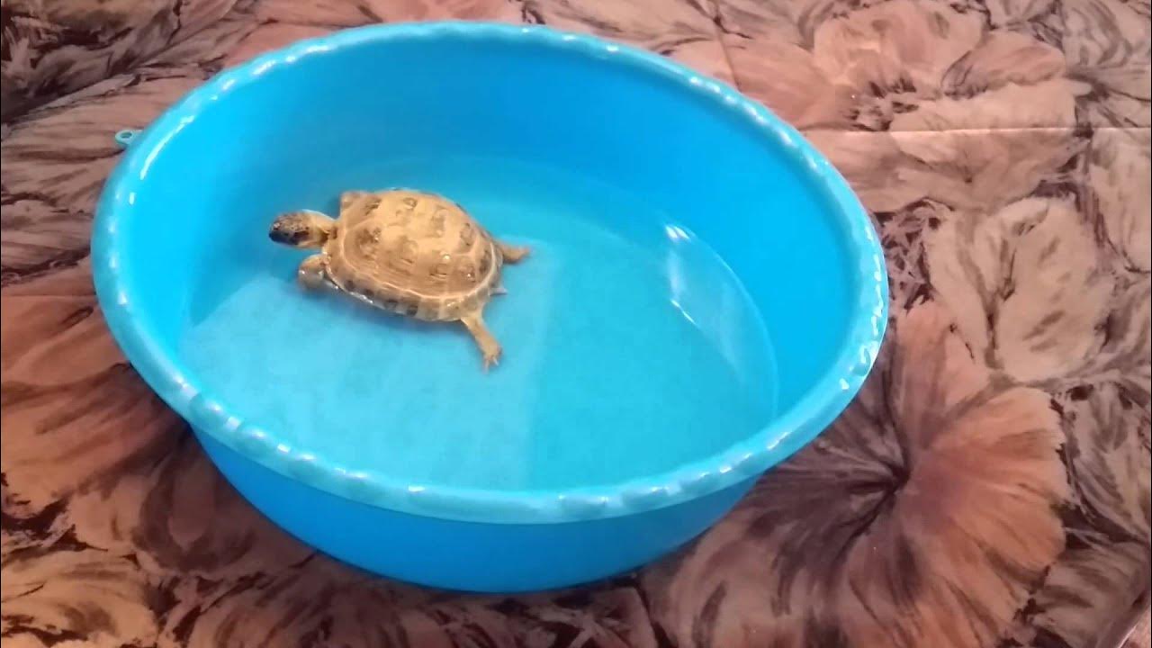 Среднеазиатская черепаха купание. Как купать сухопутных. Черепаха купается. Уход за черепахой. Черепашка купается.