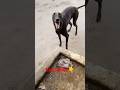 aggressive greyhound| greyhound dog|#wildlifeentertainment #viralshorts #dog