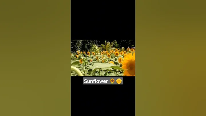 Beautiful Sunflower 🌻 - DayDayNews