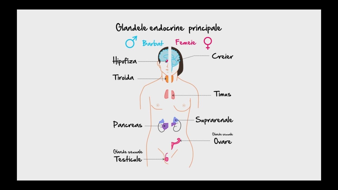 Biologie Glandele Endocrine Partea 1 Youtube