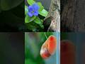 Bacopa blooms in the snail habitat