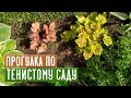 Лучшие растения для тени 💥 Прогулка по моему саду / Садовый гид