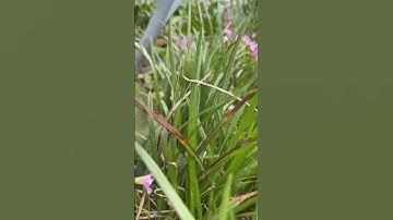 Sublimating a Custom Garden Flag in 20 Seconds