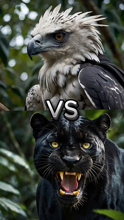 Panther vs other animals  #animals #vs