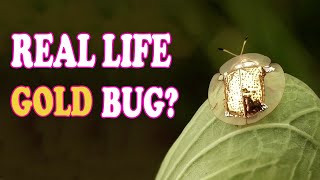 Golden Tortoise Beetle🐞 | Nature’s Living Gold!