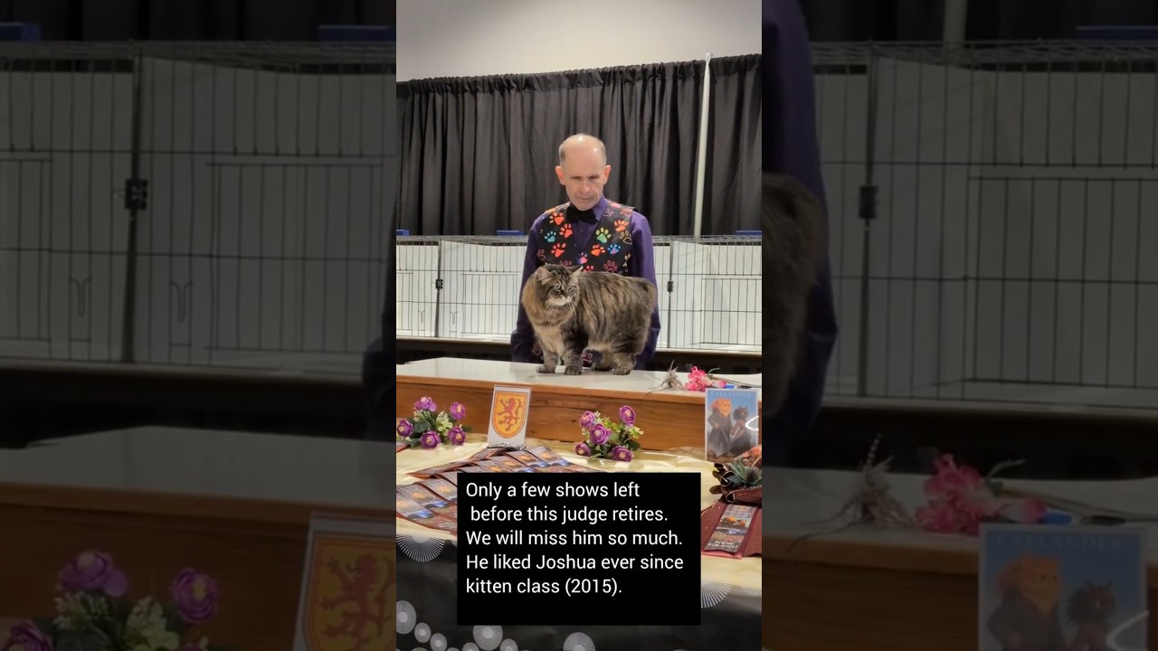 Siberian cat GC GP RW Charodey Joshua - 4th best AB alter - CFA Judge Brian Moser - Emerald CC