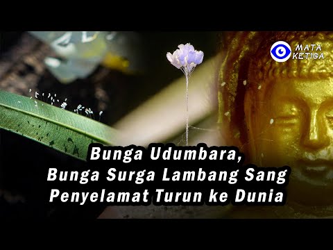 Video: Bunga Udumbara Yang Langka Telah Mekar, Yang Terjadi Setiap 3000 Tahun - Pandangan Alternatif