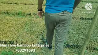 New plants Tulda ,polymorpha, nutun, balcooa, asper,brandisi and other 8 variety  of bamboo plants.#