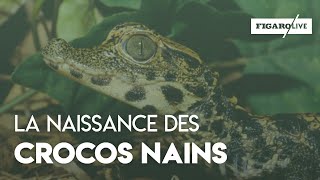 Des bébés crocodiles nains au zoo de Royan