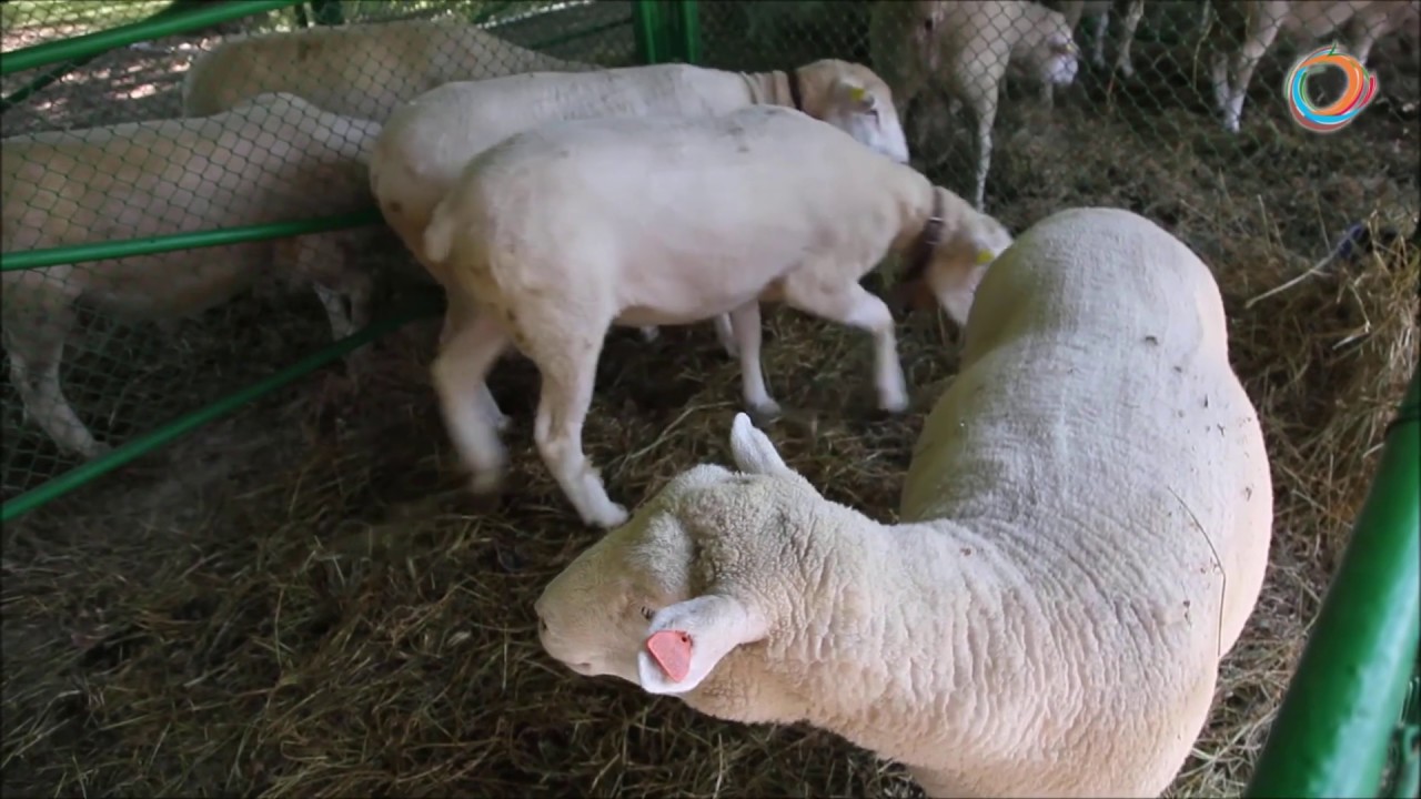 I Национално изложение на френските породи X Национално изложение за породата Ил дьо Франс