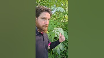 Cow Parsnip vs Giant Hogweed! Is Cow Parsnip Edible? Is Hogweed Toxic? Wild Parsnip, Wild Carrot 🥕