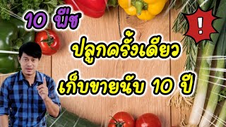 ปลูกครั้งเดียวเก็บขายชั่วชีวิต #เกษตรชิวๆ@Agriculture_idea