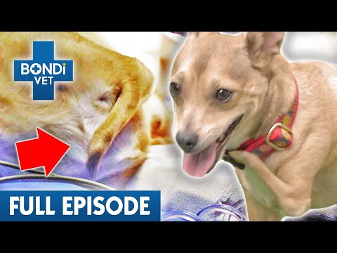 Video: Įdomus šuo valgys 23 gyvus kulkius, bet atsisako išeiti iš Bango
