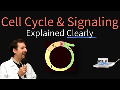 Cell Cycle, Cell Signaling, and Disease Explained Clearly