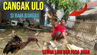 Burung cangak ulo dan burung blekok liar jinak di halaman. @bayhaqipetualang6664