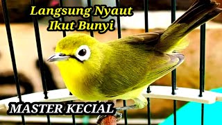 DOBEL CIAK KECIAL KUNING LANGSUNG NYAUT DAN IKUT BUNYI DENGAN PANCINGAN INI || MASTER KECIAL