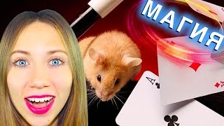 МАГИЧЕСКИЕ ФОКУСЫ С КАРТАМИ И ВОЛШЕБНАЯ ЛАМПА ДЖИНА | Elli Di МАГИЧЕСКИЕ ФОКУСЫ С КАРТАМИ И ВОЛШЕБНАЯ ЛАМПА ДЖИНА | Elli Di
