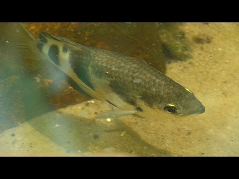 Stříkoun lapavý - ostrostřelec mezi rybami