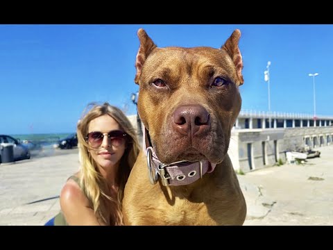 Video: Amerikan Pit Bull Terrier