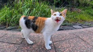 Talking calico cat