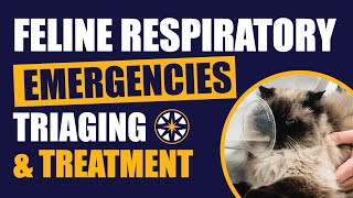 Triaging and Treatment: Managing Feline Respiratory Emergencies by NorthStar VETS 103 views 11 months ago 54 minutes