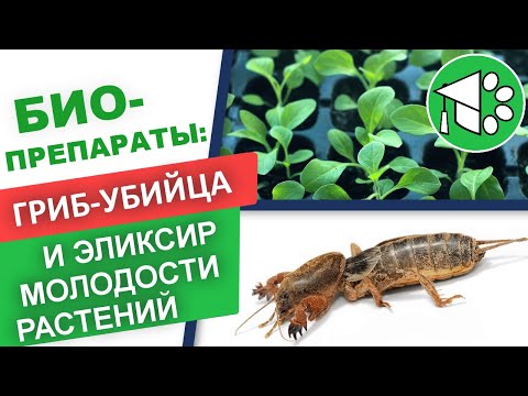 Biologicals for plants | What are biologicals and what types are there? Fitosporin, Trichoderma...