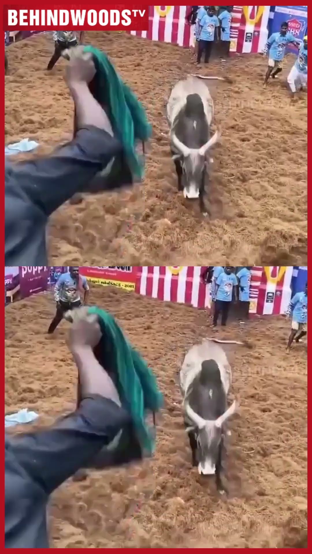 'இது சாதாரண காளையே இல்ல' ? jallikattu அதிரவிட்ட பாகுபலி காளை