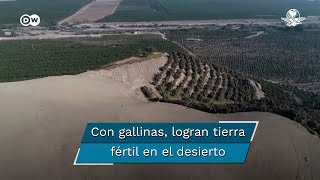 Usan excremento de gallinas ponedoras para convertir el desierto en tierra fértil