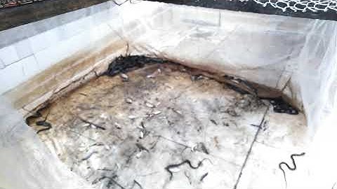 DỪNG NGAY Ý ĐỊNH NUÔI RẮN RI VOI RI CÁ ĐỂ LÀM GIÀU NẾU KHÔNG SẼ HỐI HẬN CHO NGƯỜI MỚI BẮT ĐẦU NUÔI