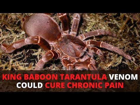 King Baboon Tarantula Venom Could Cure Chronic Pain