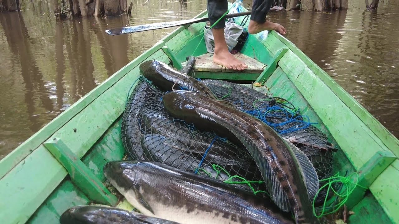 KEMBALI KE SPOT IKAN TOMAN PANEN PUN TERJADI