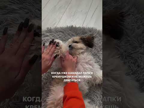 Уход за лапками собаки. Крем для лап.