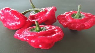 ⟹ Scotch Bonnet Jamaican Red Pepper, Capsicum chinense, PLANT REVIEW, #pepper