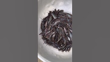 Cá trê vàng rặc giống 0909770509 #cá_giống #trại_cá_giống_út_me #caucathugian #mientay #fishing