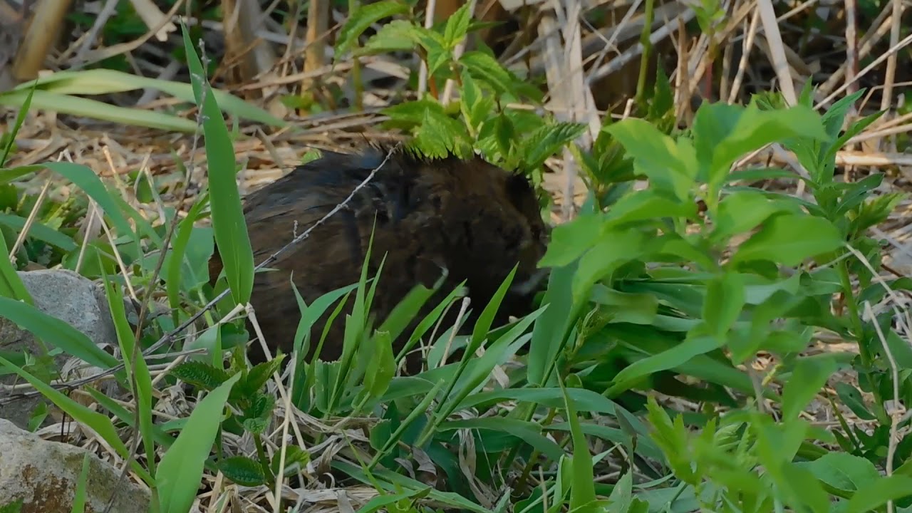 Great Meadows 20210519 muskrat DSCN8289