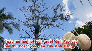Toát mồ hôi hột với tuyệt đỉnh leo cây hái thu hoạch trái cóc cầy của Anh Bằng