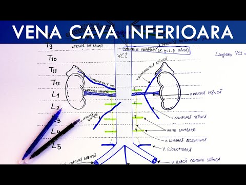 Video: Pentru. vena cavă inferioară?