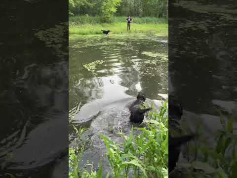 Не нашли😁 #hunting #животные #лесной #кабан #animals #собака #рыбалка #funny